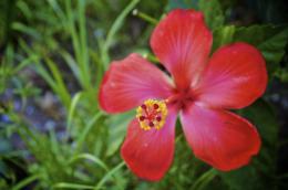 Red Hibiscus